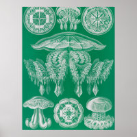 Méduse, Discomedusae par Ernst Haeckel