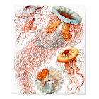 Méduse, Discomedusae par Ernst Haeckel