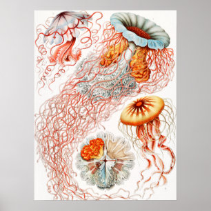 Poster Méduse, Discomedusae par Ernst Haeckel