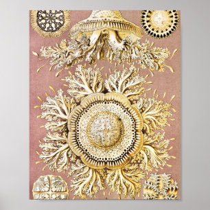 Poster Méduse, Discomedusae par Ernst Haeckel
