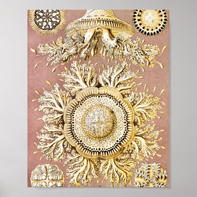 Poster Méduse, Discomedusae par Ernst Haeckel (Devant)