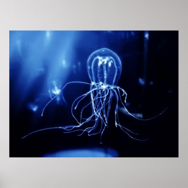Poster Méduse fluorescente du Pacifique (Devant)