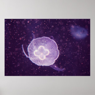 Poster Méduse natante