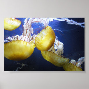 Poster Méduse Ne Cesse Pas De Nager