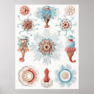 Poster Méduse, Siphonophorae Staatsquallen Marine Life