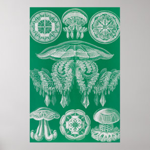 Poster Méduses, Discomedusae par Ernst Haeckel