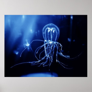 Poster Méduses fluorescentes Pacifiques