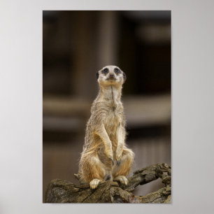 Poster Meerkat