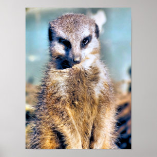 POSTER MEERKAT
