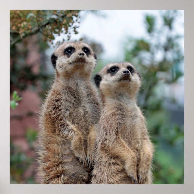Poster Meerkat 013 (Devant)