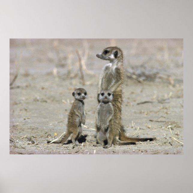 Poster Meerkat Baby Sitter And Pups (Suricata Suricata) (Devant)