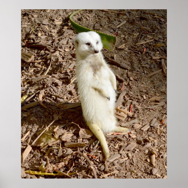 Poster Meerkat Blanc Se Tenant Au Soleil, (Devant)
