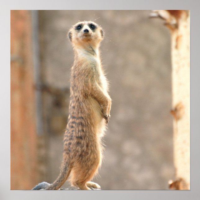 Poster Meerkat sur l'affiche de l'attention (Devant)