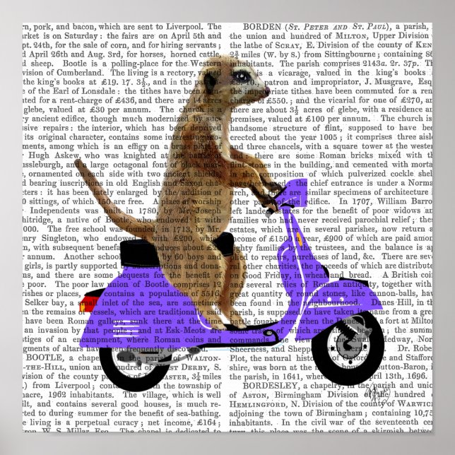 Poster Meerkat sur Lilac Moped (Devant)