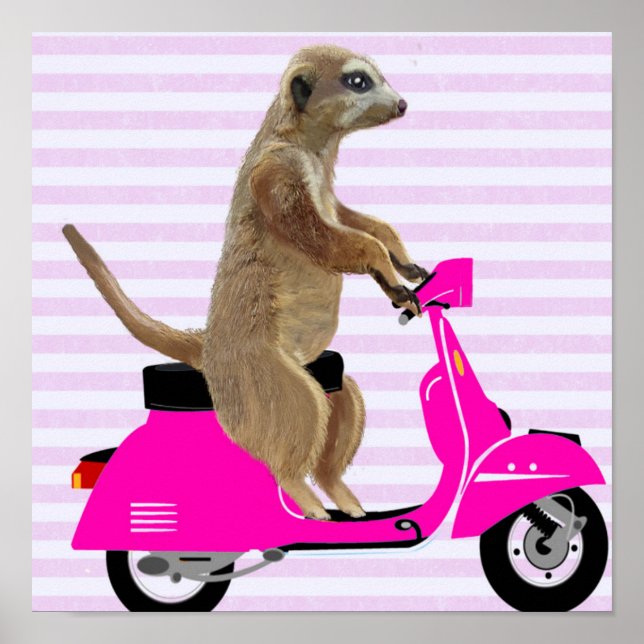 Poster Meerkat sur Pink Moped (Devant)