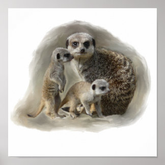 Poster meerkats