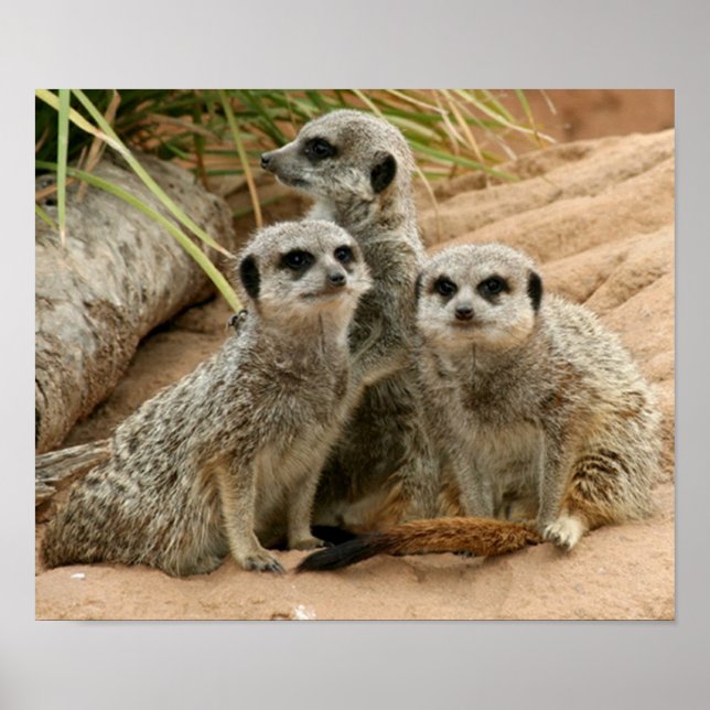 Poster Meerkats à l'affût (Devant)