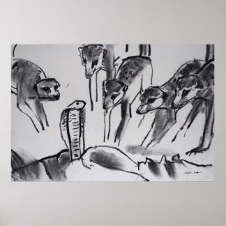 Poster Meerkats se baladant Cobra - Art Print