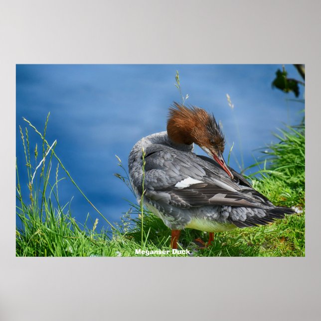 Poster Meganser Duck (Devant)