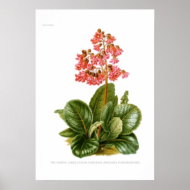 Poster Megasea purpurascens (saxifrage violet) (Devant)