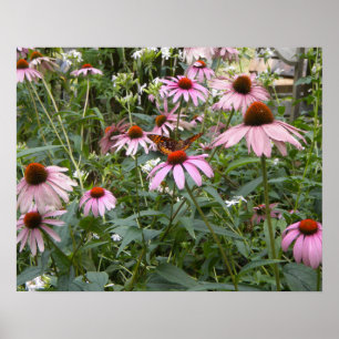 Poster Meilleur de la nature, Papillon et Marguerites Ros