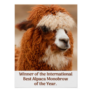 Poster Meilleur Sourcil Uni d'Alpaca