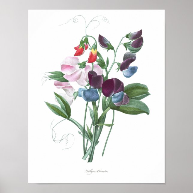 Poster MEILLEURE QUALITÉ Empreinte botanique de pois doux (Devant)