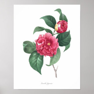Poster MEILLEURE QUALITÉ Imprimerie botanique de Camellia