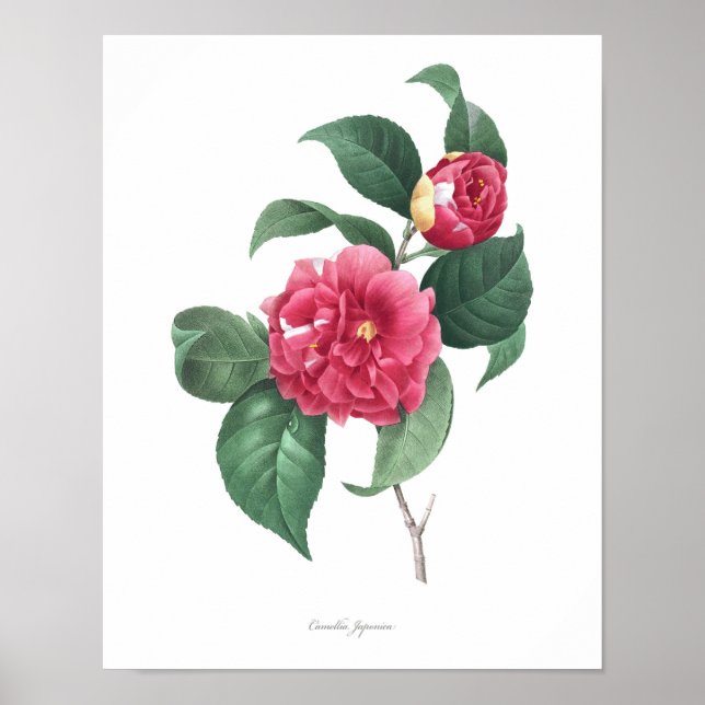 Poster MEILLEURE QUALITÉ Imprimerie botanique de Camellia (Devant)