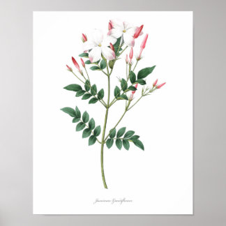 Poster MEILLEURE QUALITÉ Imprimerie botanique de Jasmine