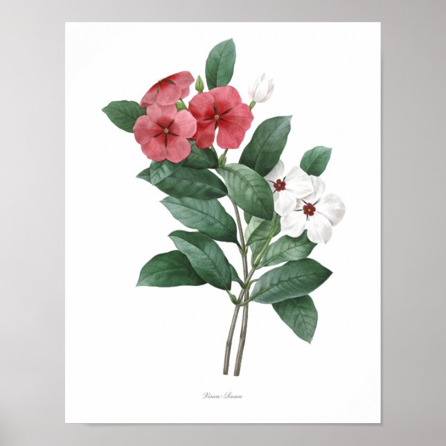 Poster MEILLEURE QUALITÉ Imprimerie botanique de Teresita (Devant)