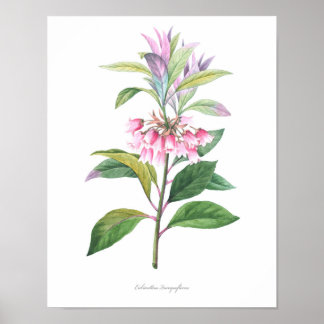 Poster MEILLEURE QUALITÉ Imprimerie botanique d'Enkianthu