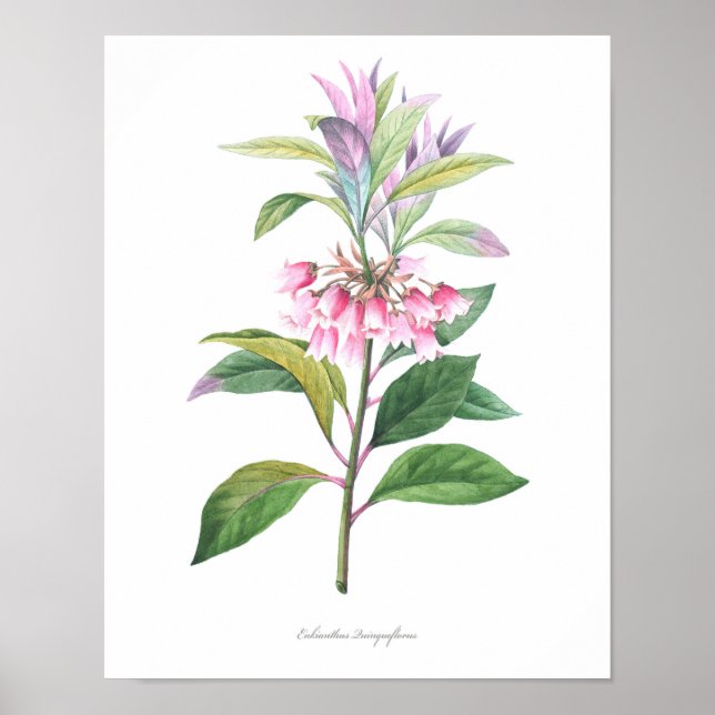 Poster MEILLEURE QUALITÉ Imprimerie botanique d'Enkianthu (Devant)