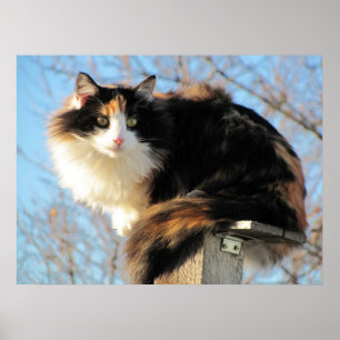 Poster Meilleure vue Calico Photo Cat