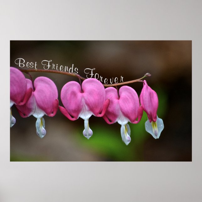 Poster Meilleurs amis pour toujours (Devant)