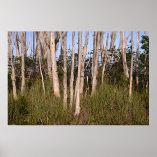 Poster Melaleuca Trees dans les Everglades