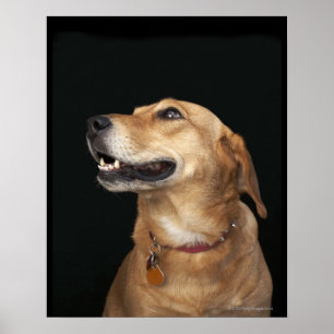 Poster Mélange Golden Lab beagle en regard sur le côté
