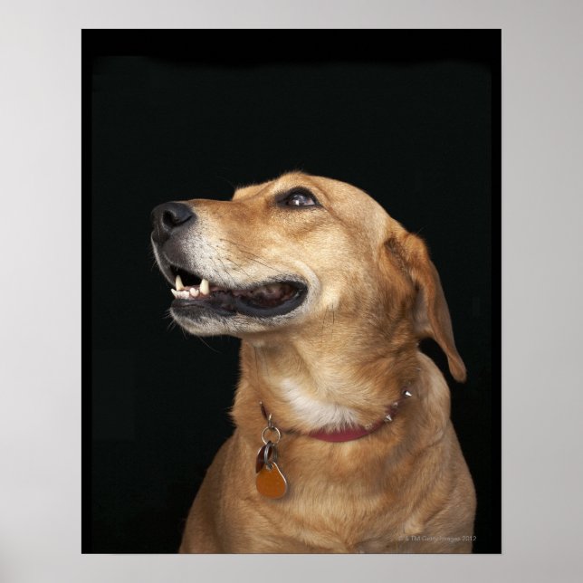 Poster Mélange Golden Lab beagle en regard sur le côté (Devant)