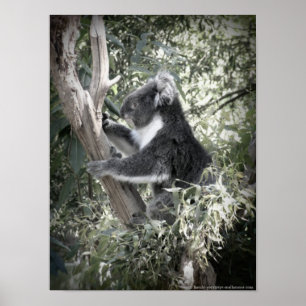 Poster Melbourne - Koala Assis Dans L'Ancien Gomme