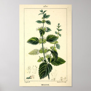 Poster Melisse, Lemon Balm (Melissa officinalis) Imprimer