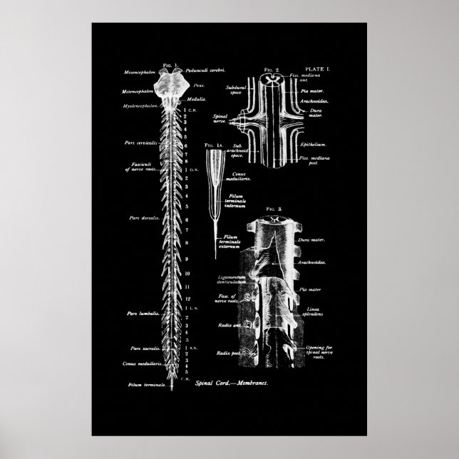 Poster Membrane de la colonne vertébrale Anatomie Art (Devant)