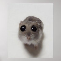 mème, hamster, mème de hamster, hamster triste, dr