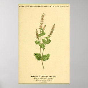 Poster Menthe, Plante de menthe