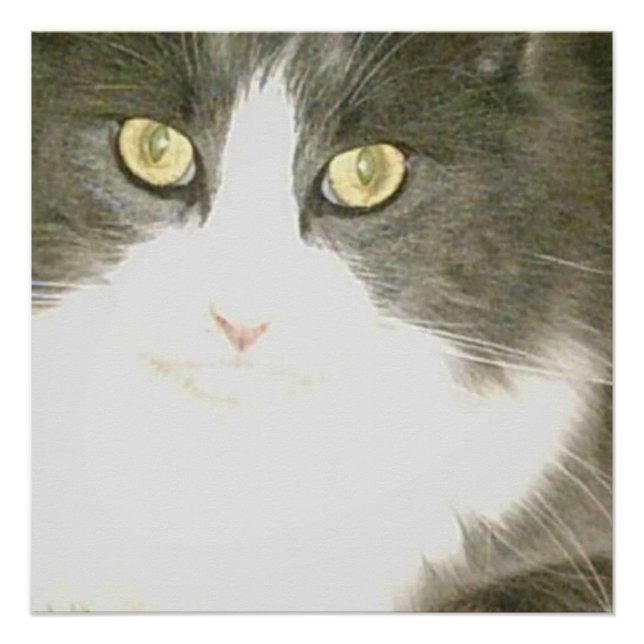 Poster Meow Cats 18 (Devant)