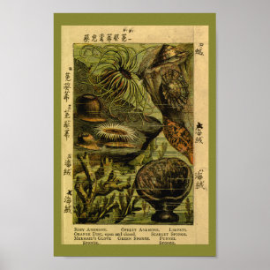 Poster Mer vintage Anémone Mer Créatures Art Imprimer