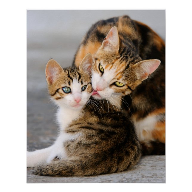 Poster Mère Chat aime Cute Kitten, Photo (Devant)