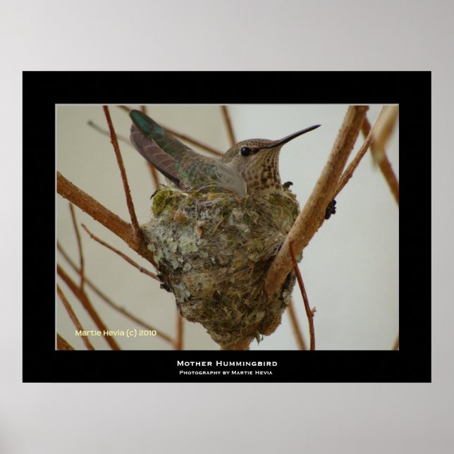 Poster "Mère Colibri" (Devant)