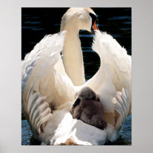 Poster Mère Cygne avec Cygnets (cygnes bébés)