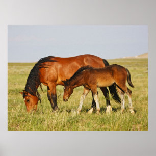 Poster Mère de cheval sauvage et poulain paissant
