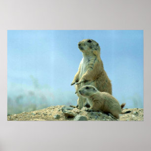 Poster Mère Et Bébé De Chien Des Prairies